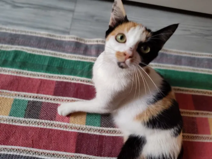 Gato raça SRD-ViraLata idade 7 a 11 meses nome Futura mamãe (castração garantida)