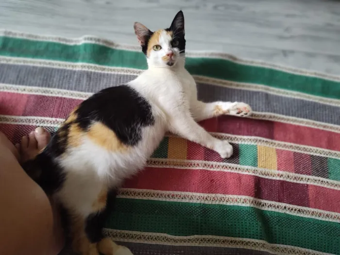 Gato raça SRD-ViraLata idade 7 a 11 meses nome Futura mamãe (castração garantida)