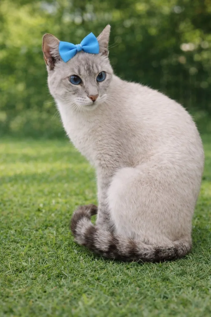 Gato raça Siamês idade 7 a 11 meses nome Dory 