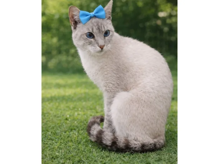 Gato raça Siamês idade 7 a 11 meses nome Dory 