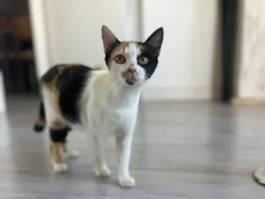 Gato raça SRD-ViraLata idade 7 a 11 meses nome Futura mamãe (castração garantida)