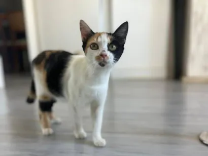 Gato raça SRD-ViraLata idade 7 a 11 meses nome Futura mamãe (castração garantida)