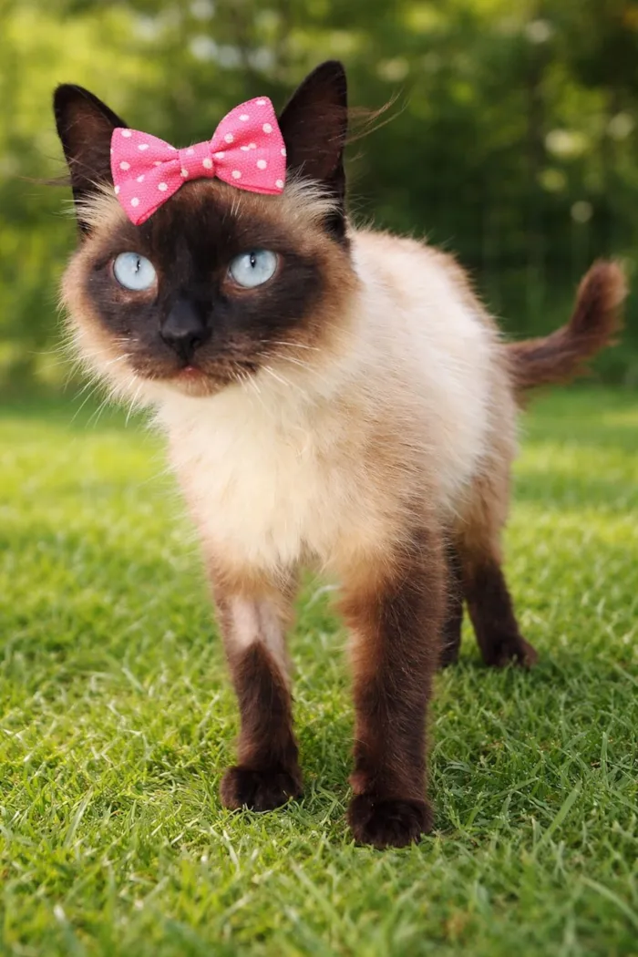 Gato raça Siamês idade 7 a 11 meses nome Lisa 