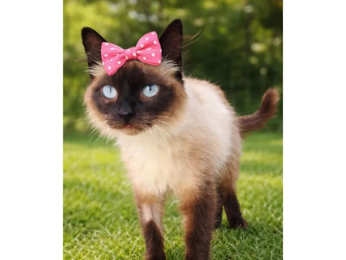 Gato raça Siamês idade 7 a 11 meses nome Lisa 