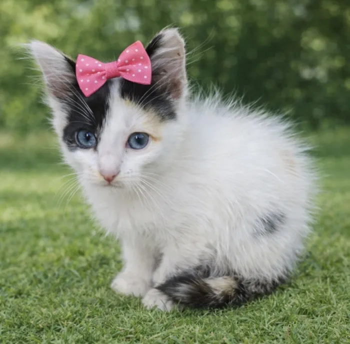 Gato raça SRD-ViraLata idade 2 a 6 meses nome Dominika