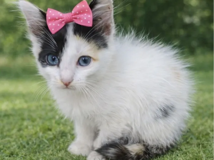 Gato raça SRD-ViraLata idade 2 a 6 meses nome Dominika