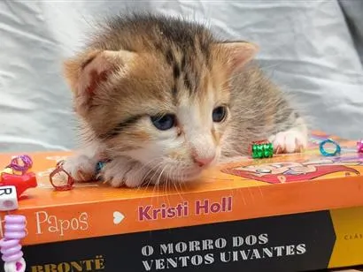 Gato raça SRD-ViraLata idade Abaixo de 2 meses nome neném