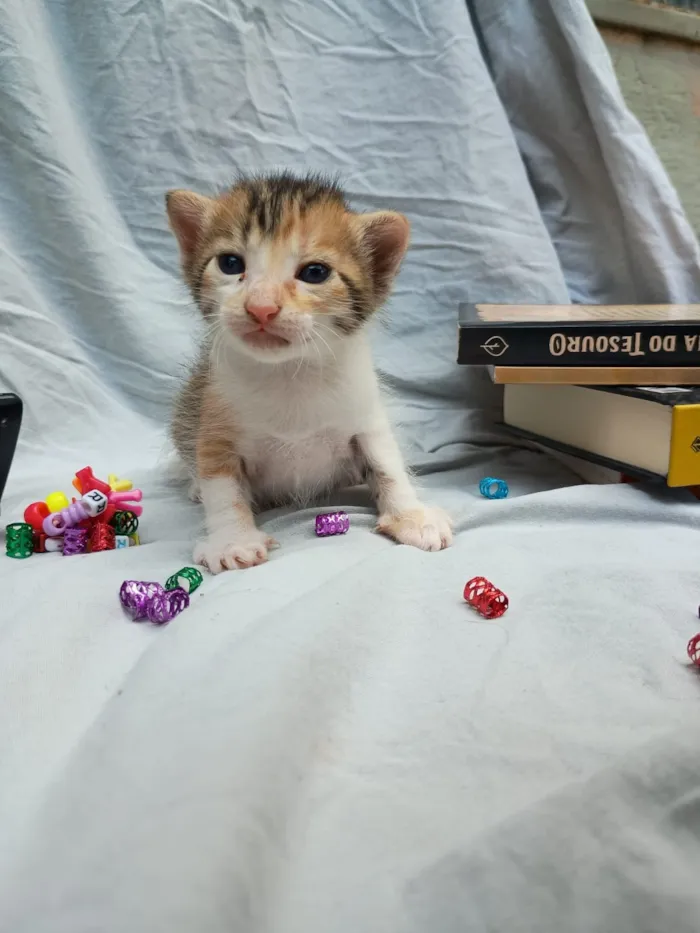 Gato raça SRD-ViraLata idade Abaixo de 2 meses nome neném