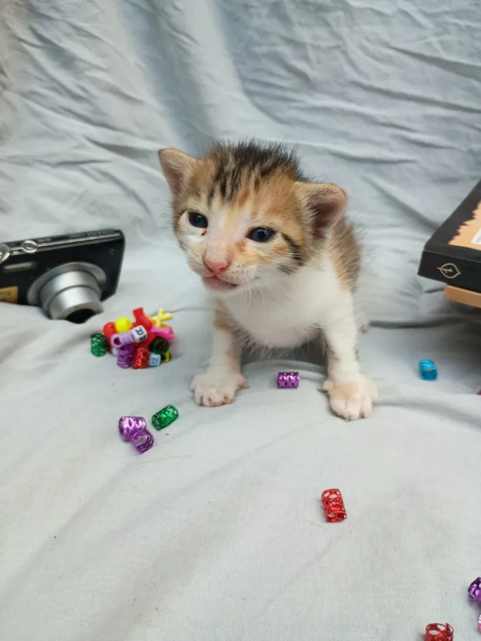 Gato raça SRD-ViraLata idade Abaixo de 2 meses nome neném