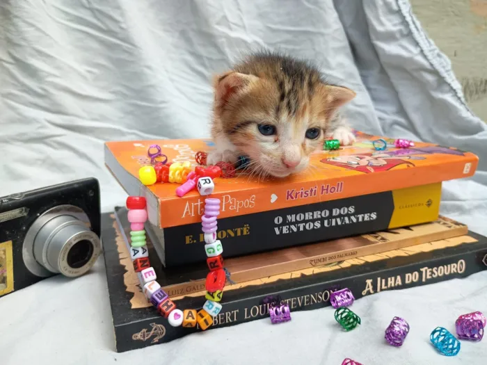 Gato raça SRD-ViraLata idade Abaixo de 2 meses nome neném