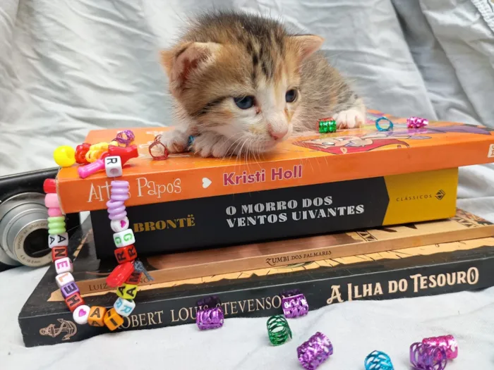 Gato raça SRD-ViraLata idade Abaixo de 2 meses nome neném