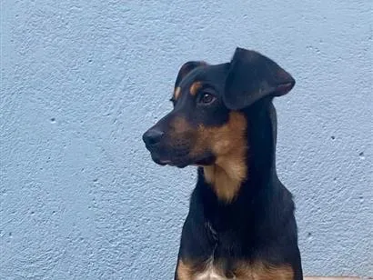 Cachorro raça SRD-ViraLata idade 1 ano nome Juquinha