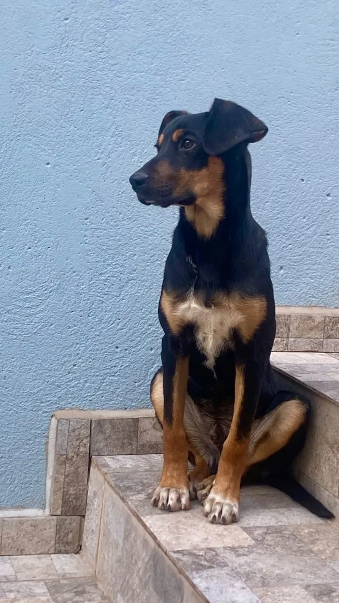 Cachorro raça SRD-ViraLata idade 1 ano nome Juquinha