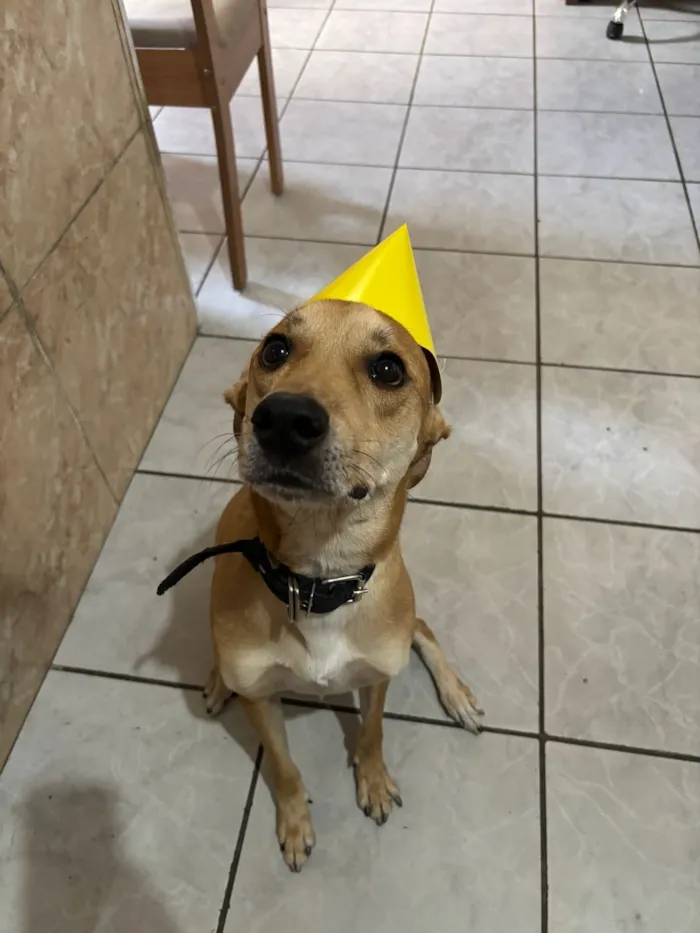 Cachorro raça SRD-ViraLata idade 4 anos nome Sansão