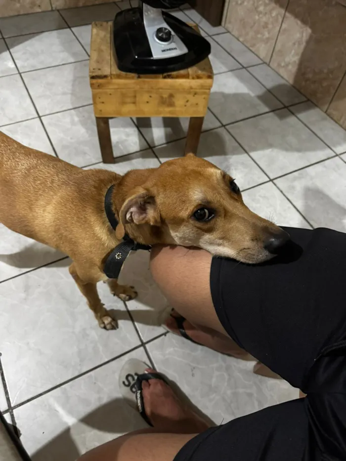 Cachorro raça SRD-ViraLata idade 4 anos nome Sansão