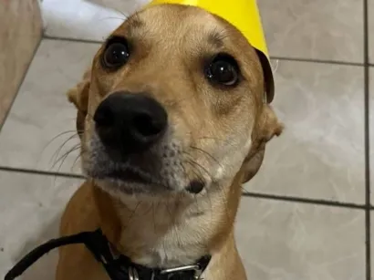 Cachorro raça SRD-ViraLata idade 4 anos nome Sansão