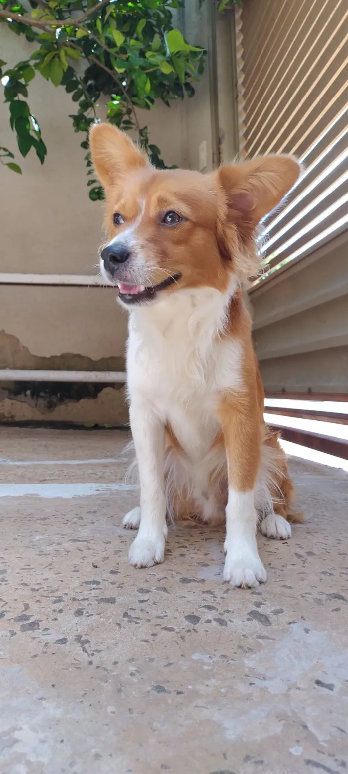 Cachorro raça SRD-ViraLata idade 1 ano nome Pitoco 