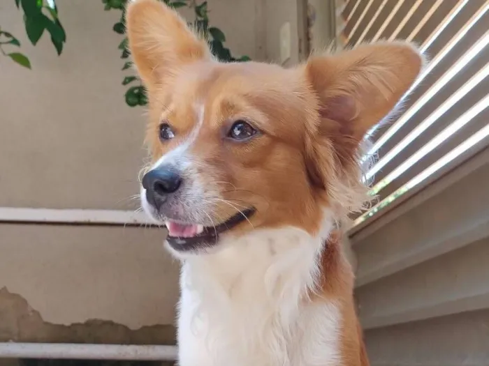 Cachorro raça SRD-ViraLata idade 1 ano nome Pitoco 