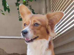 Cachorro raça SRD-ViraLata idade 1 ano nome Pitoco 