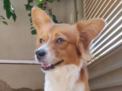 Cachorro raça SRD-ViraLata idade 1 ano nome Pitoco 