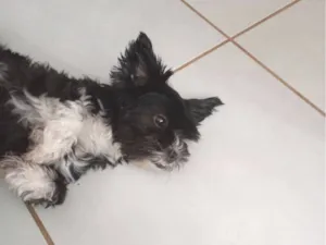 Cachorro raça Shitzu idade 6 ou mais anos nome Milly