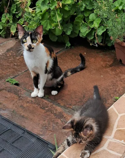 Gato raça SRD-ViraLata idade 1 ano nome Fofa