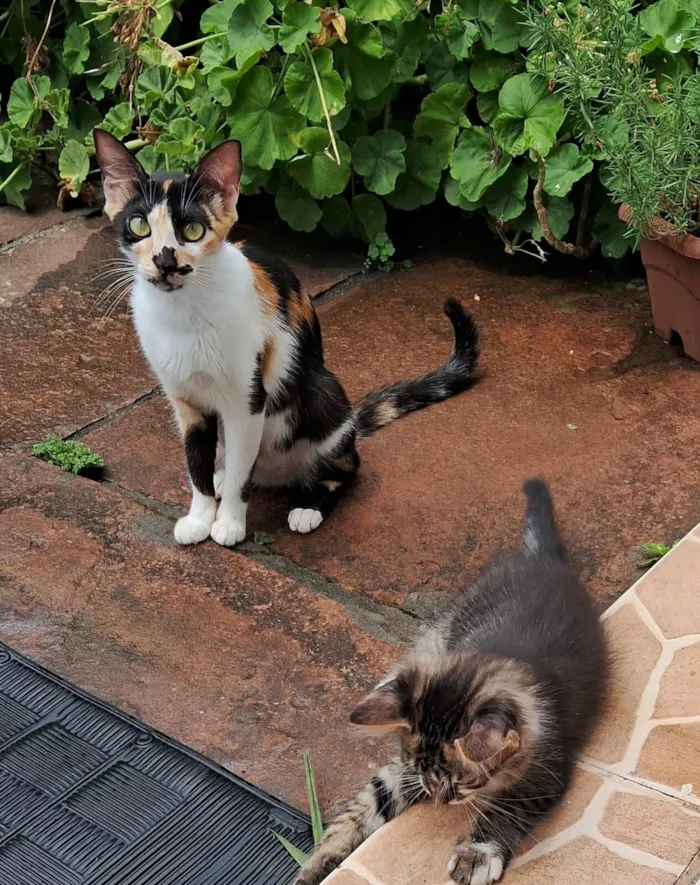 Gato raça SRD-ViraLata idade 1 ano nome Fofa