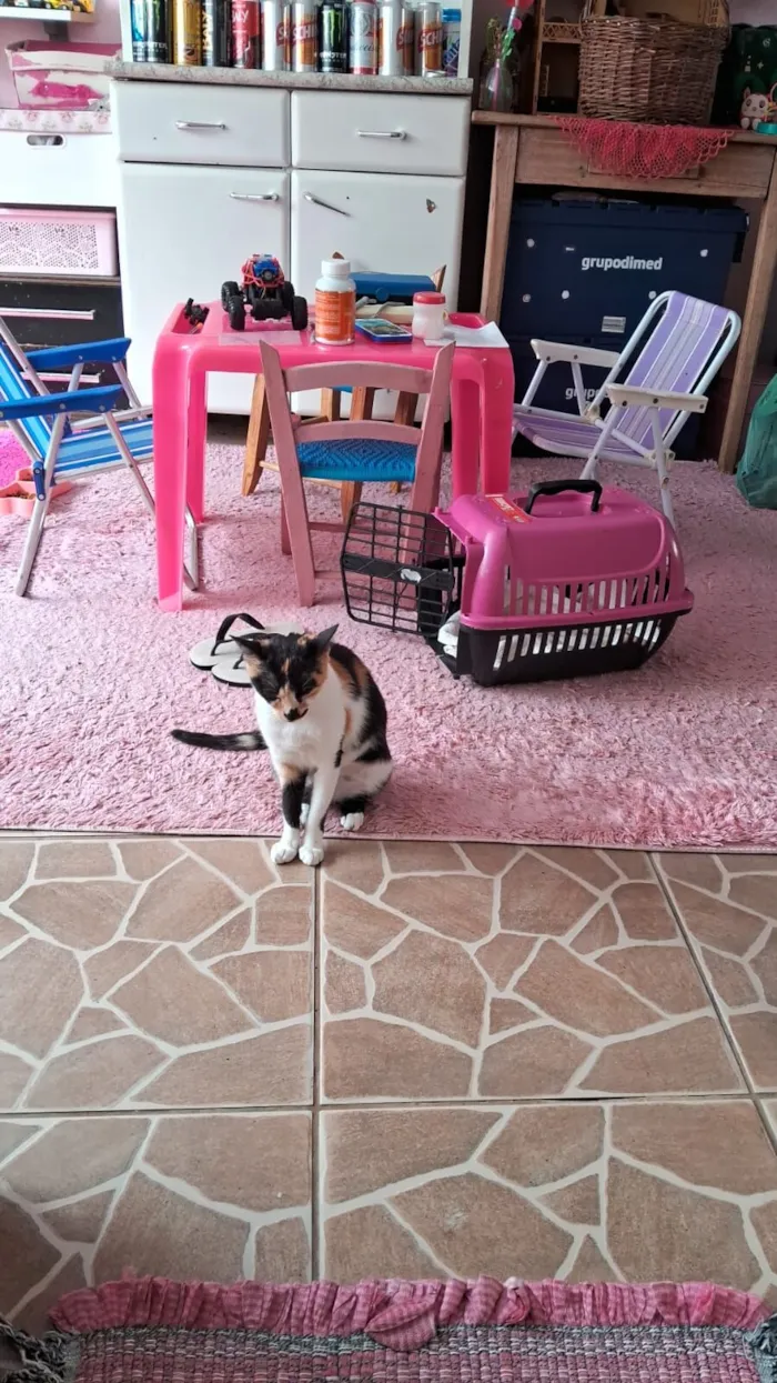 Gato raça SRD-ViraLata idade 1 ano nome Fofa