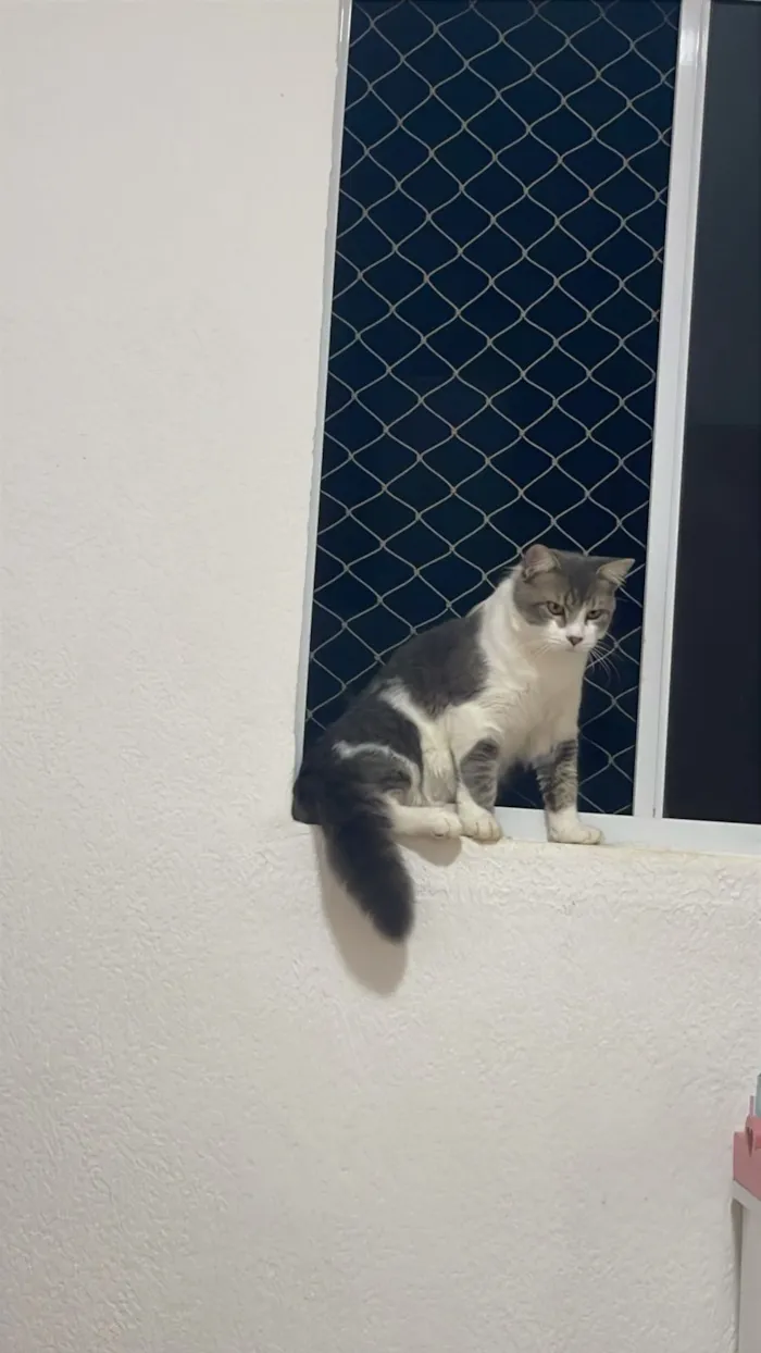 Gato raça SRD-ViraLata idade 7 a 11 meses nome Taz e Cléo