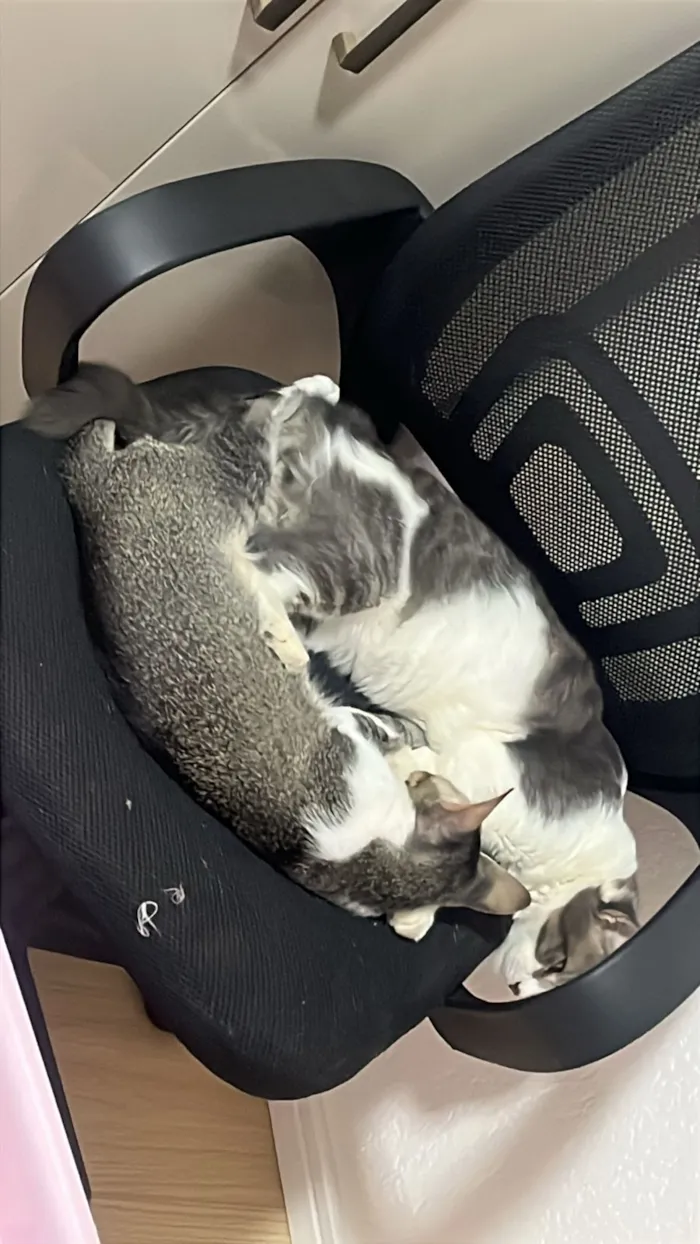 Gato raça SRD-ViraLata idade 7 a 11 meses nome Taz e Cléo