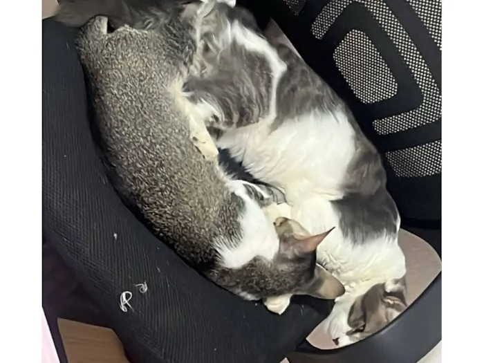 Gato raça SRD-ViraLata idade 7 a 11 meses nome Taz e Cléo