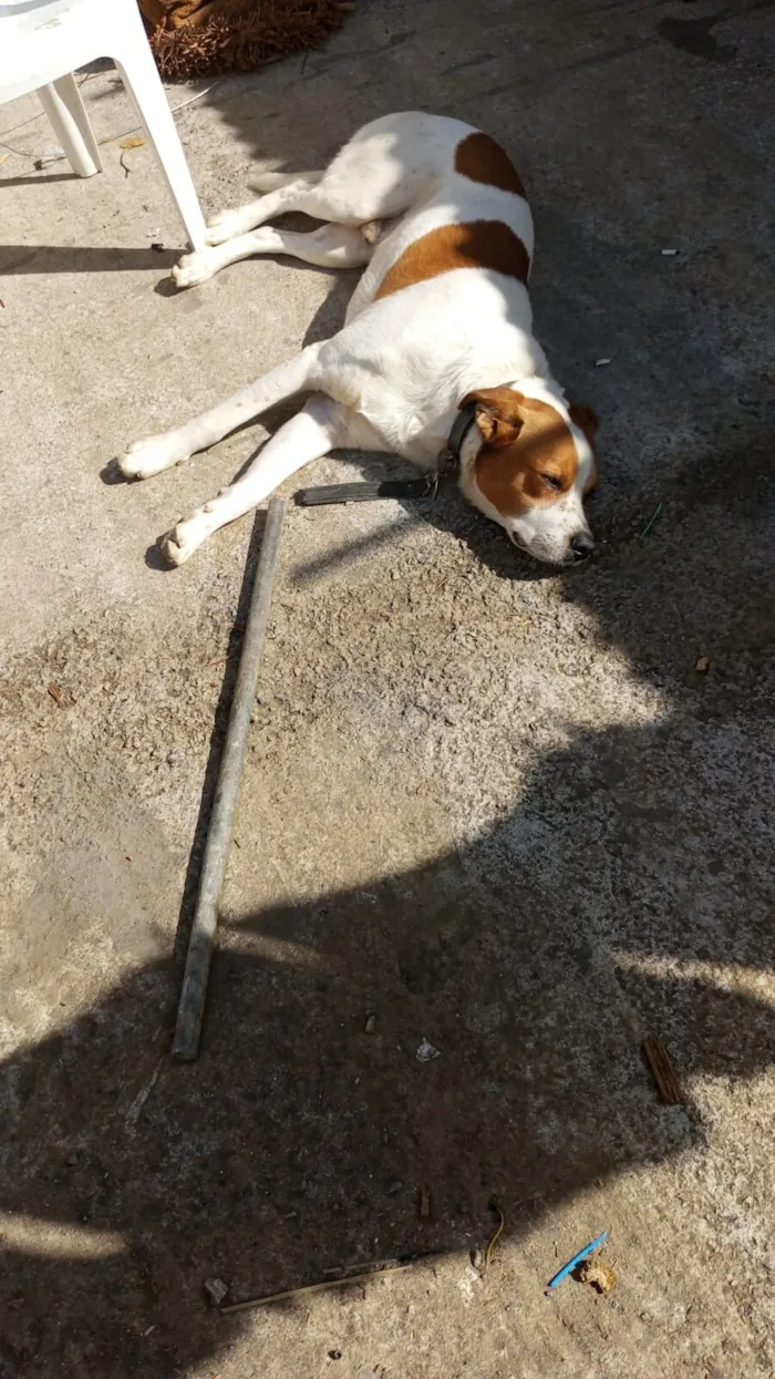 Cachorro raça SRD-ViraLata idade 2 a 6 meses nome luki