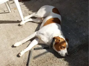 Cachorro raça SRD-ViraLata idade 2 a 6 meses nome luki