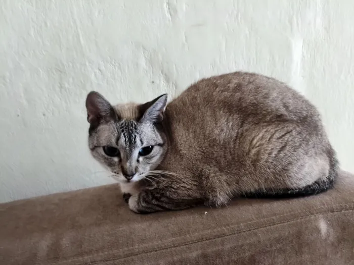 Gato raça SRD-ViraLata idade 5 anos nome Luna