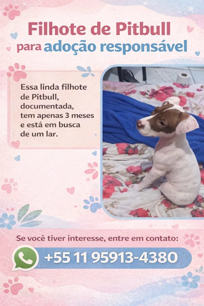 Cachorro raça Pit-Bull idade 2 a 6 meses nome Lua 