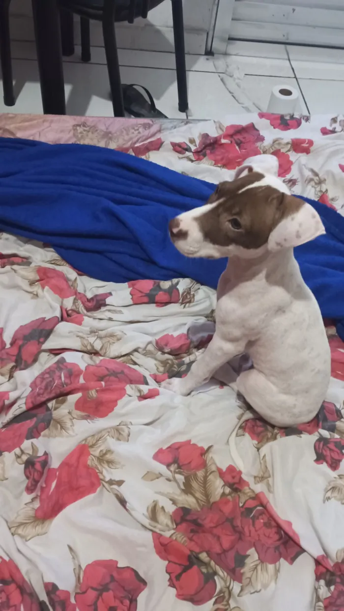 Cachorro raça Pit-Bull idade 2 a 6 meses nome Lua 
