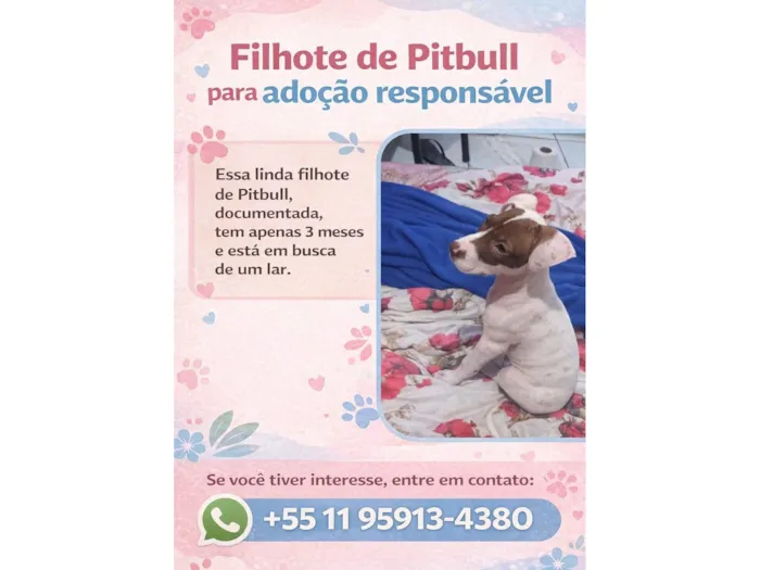Cachorro raça Pit-Bull idade 2 a 6 meses nome Lua 