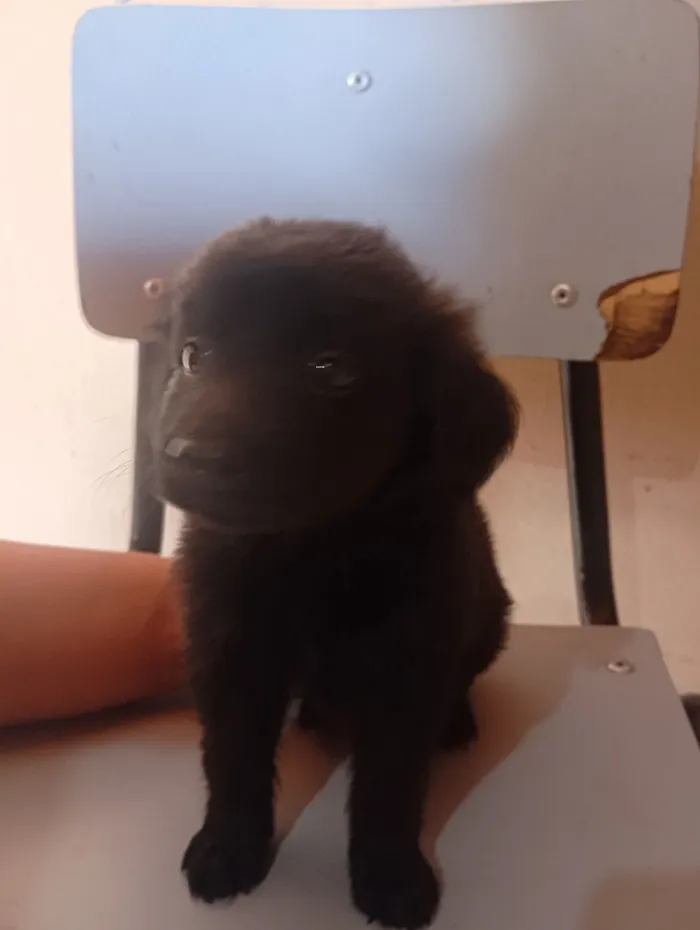 Cachorro raça SRD-ViraLata idade Abaixo de 2 meses nome Sem nome