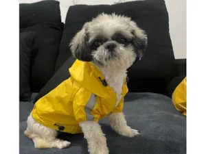 Cachorro raça Shitzu idade 2 anos nome Theo