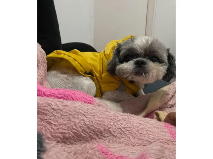 Cachorro raça Shitzu idade 2 anos nome Theo