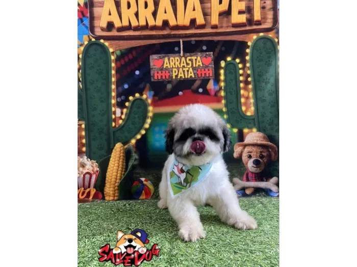 Cachorro raça Shitzu idade 2 anos nome Theo