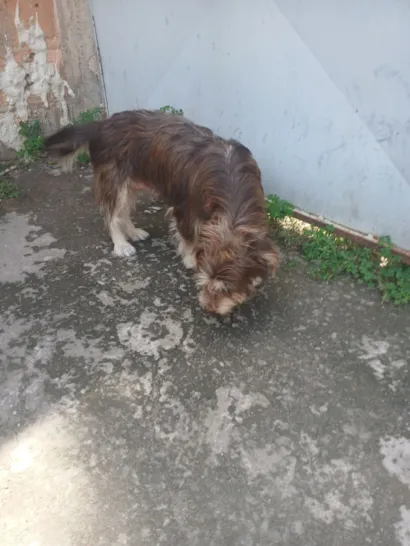 Cachorro raça SRD-ViraLata idade 2 anos nome pandora