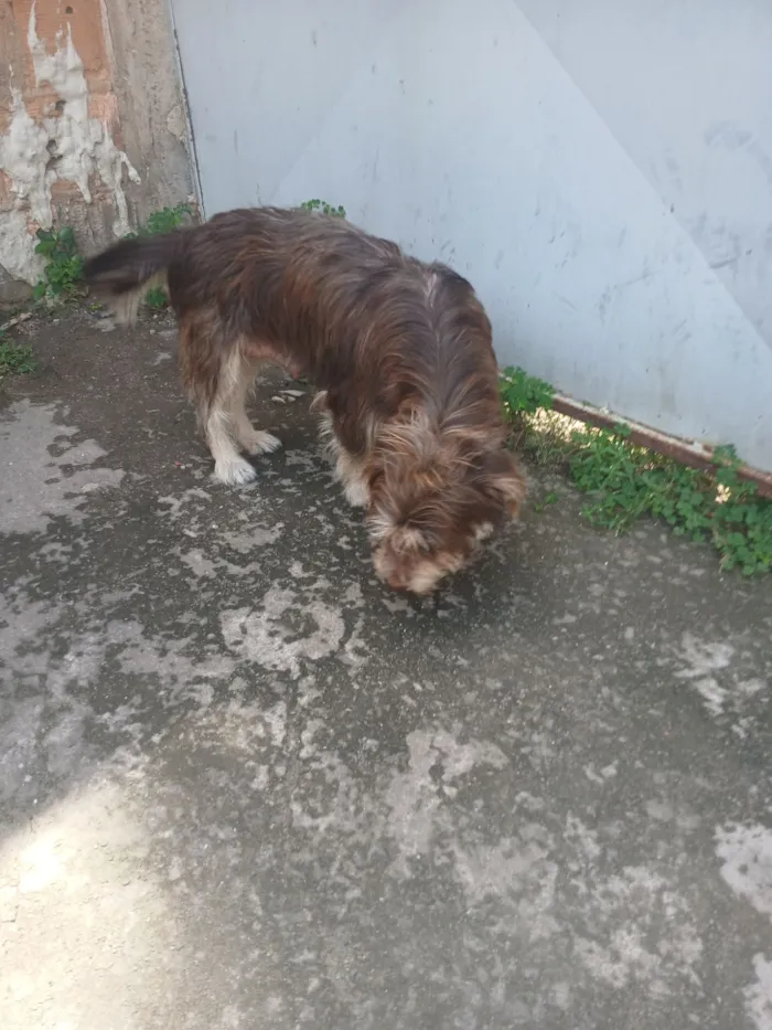 Cachorro raça SRD-ViraLata idade 2 anos nome pandora