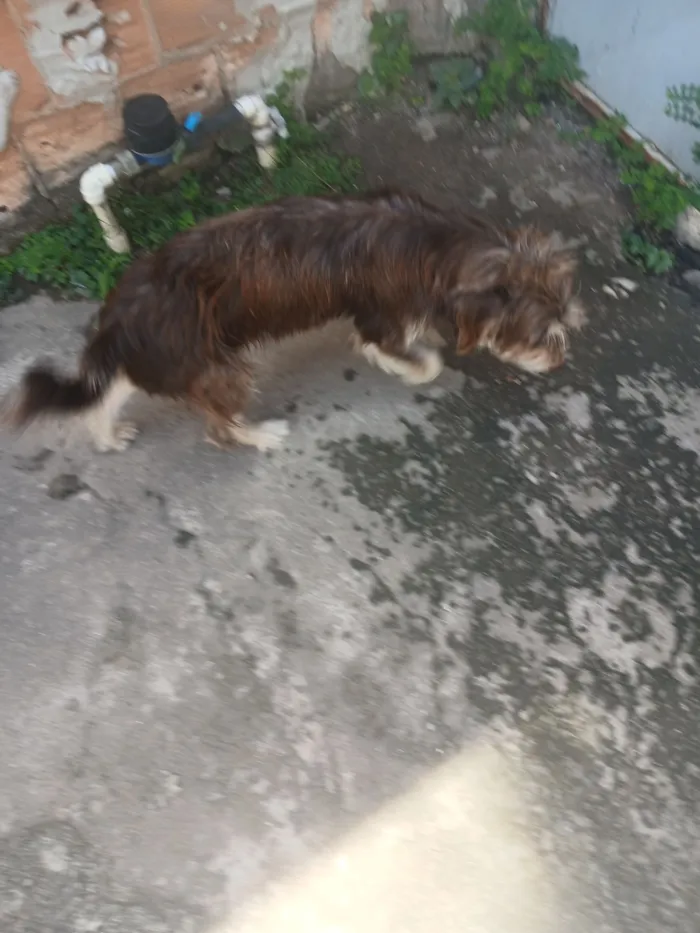 Cachorro raça SRD-ViraLata idade 2 anos nome pandora