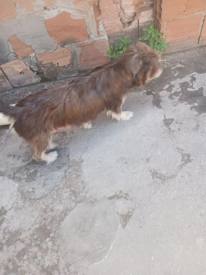 Cachorro raça SRD-ViraLata idade 2 anos nome pandora