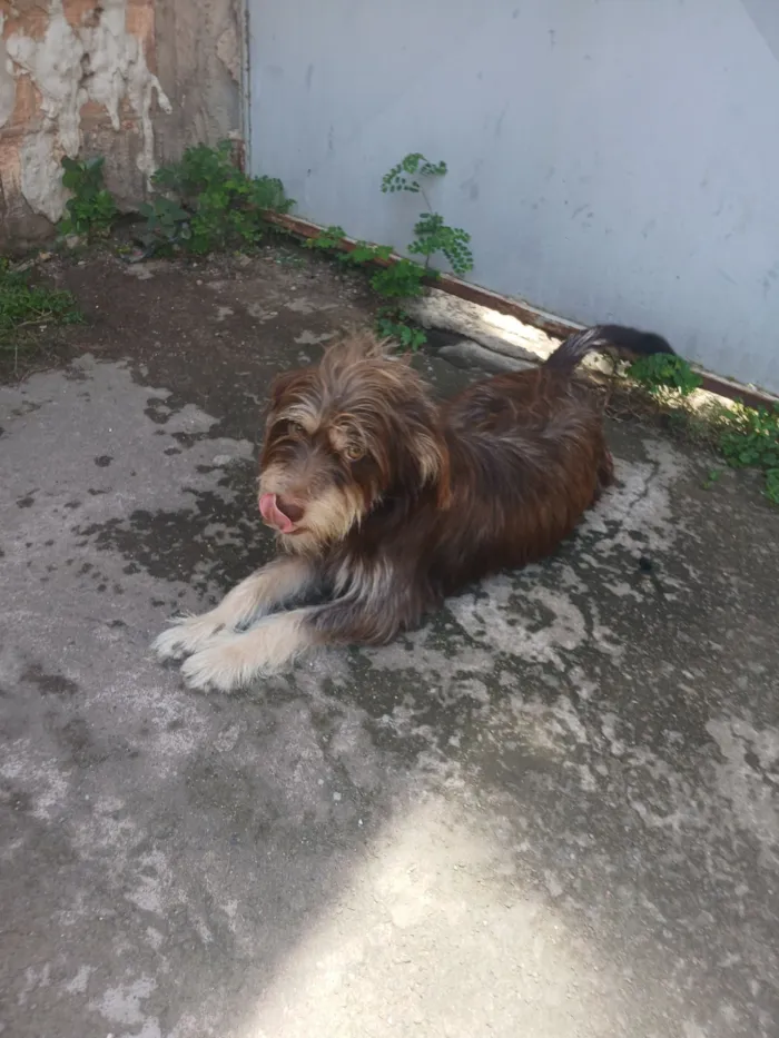 Cachorro raça SRD-ViraLata idade 2 anos nome pandora