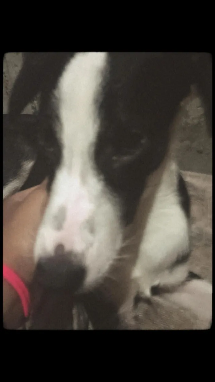 Cachorro raça SRD-ViraLata idade 1 ano nome Toby 