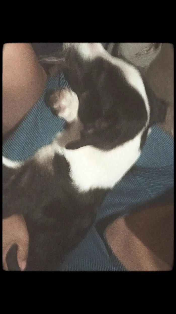 Cachorro raça SRD-ViraLata idade 1 ano nome Toby 