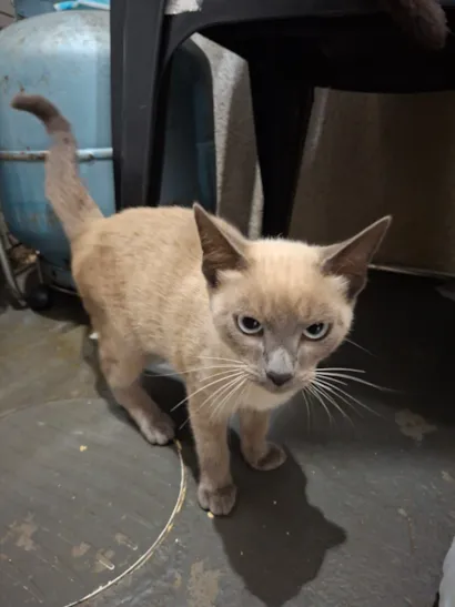 Gato raça SRD-ViraLata idade 2 a 6 meses nome Lua