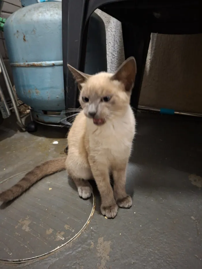 Gato raça SRD-ViraLata idade 2 a 6 meses nome Lua